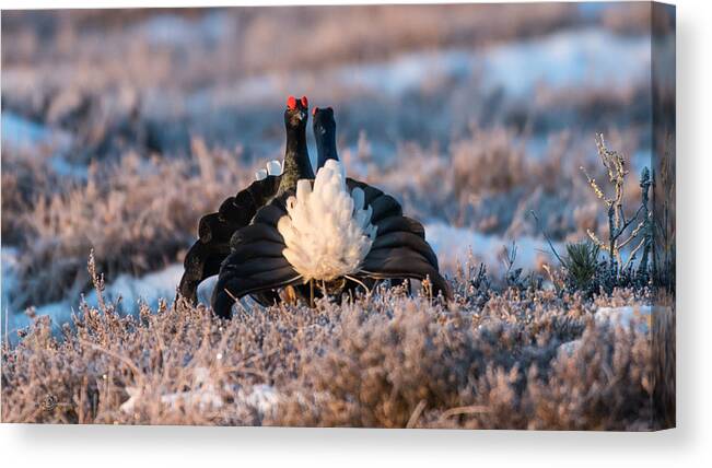 Black Grouse Canvas Print featuring the photograph Face to Face #1 by Torbjorn Swenelius