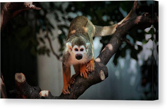 Monkey Canvas Print featuring the photograph Monkey #1 by Jackie Russo
