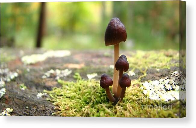 Macro Canvas Print featuring the photograph Mushroom Cluster #1 by Todd Blanchard