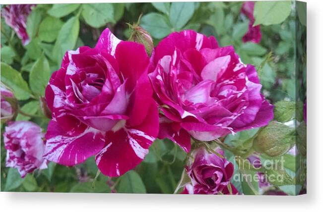 Floral Canvas Print featuring the photograph Red and white rose #1 by Steven Wills