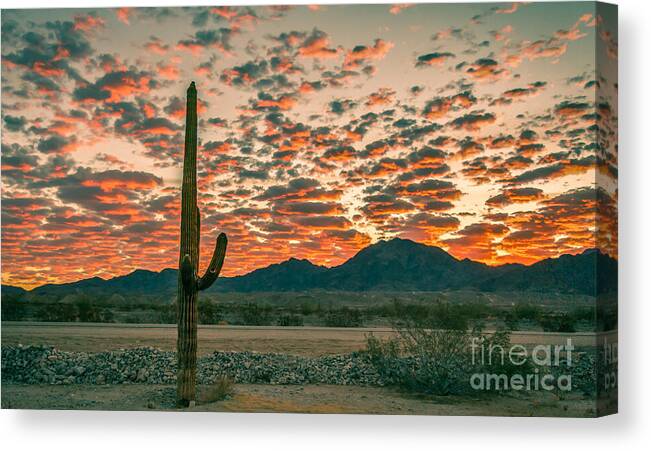 Saguaro Canvas Print featuring the photograph Sonoran Sunrise #1 by Robert Bales