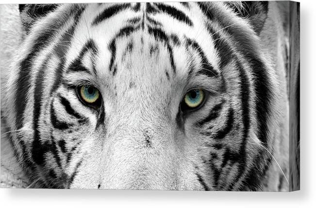 Bengal Tigers Canvas Print featuring the photograph Tzatziki Eyes by Susan Rissi Tregoning