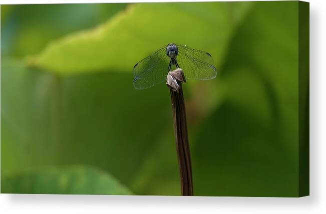 Dragonfly Canvas Print featuring the photograph Vigilance by Holly Ross