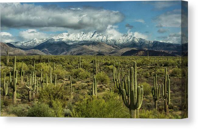 Arizona Canvas Print featuring the photograph Winter Sonoran Style #2 by Saija Lehtonen