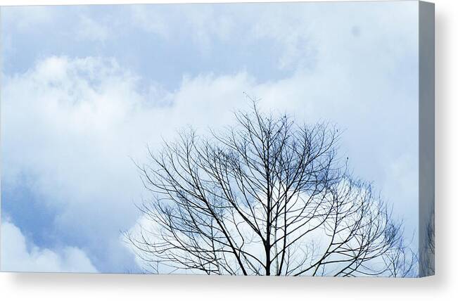 Winter Fall White Sky Canvas Print featuring the photograph Winter Tree #1 by Adelista J