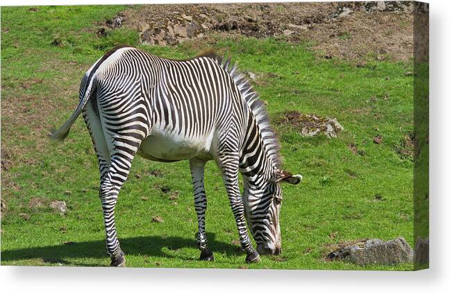 Zebra Canvas Print featuring the photograph Zebra #2 by Ed James