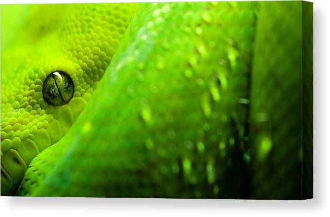 Snake Canvas Print featuring the photograph Snake #10 by Jackie Russo