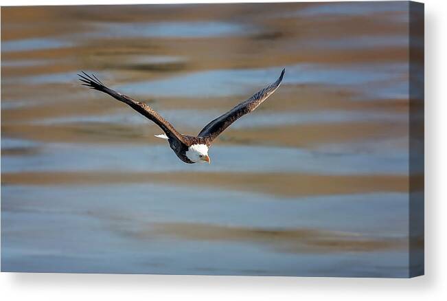 Illinois Canvas Print featuring the photograph Bald Eagle #16 by Peter Lakomy