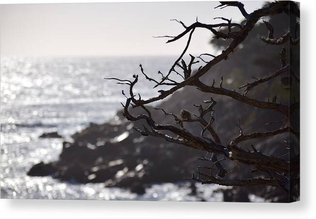 17 Mile Drive Canvas Print featuring the photograph 17 Mile Drive by Sandy Taylor