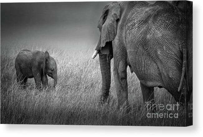 Baby Elephant Canvas Print featuring the photograph Baby Elephant #2 by Charuhas Images