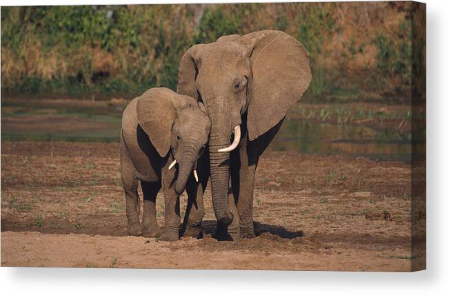 Elephant Canvas Print featuring the photograph Elephant #20 by Mariel Mcmeeking
