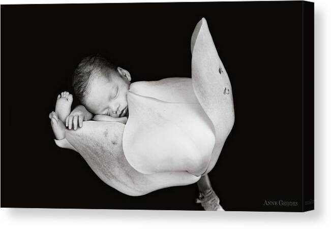 Black And White Canvas Print featuring the photograph Aden in a Magnolia Bud by Anne Geddes