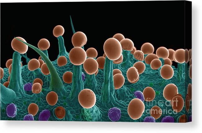 Biological Canvas Print featuring the photograph Cannabis Trichomes, SEM #33 by Ted Kinsman