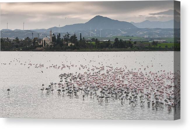 Flamingo Canvas Print featuring the photograph Flamingo Birds #4 by Michalakis Ppalis