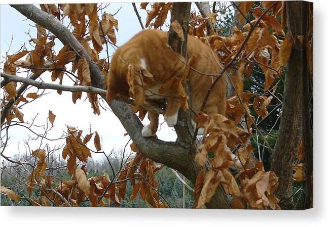 Cat Canvas Print featuring the photograph Cat #45 by Mariel Mcmeeking