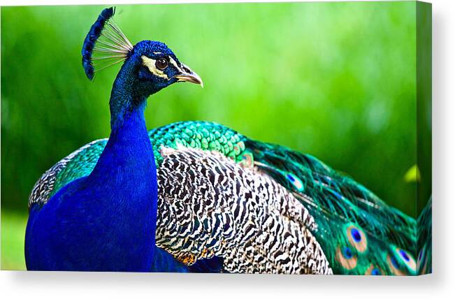 Peacock Canvas Print featuring the photograph Peacock #5 by Jackie Russo