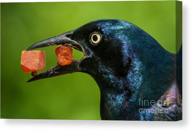 Alexandria Canvas Print featuring the photograph A Balanced Meal For a Grackle by Jim Moore