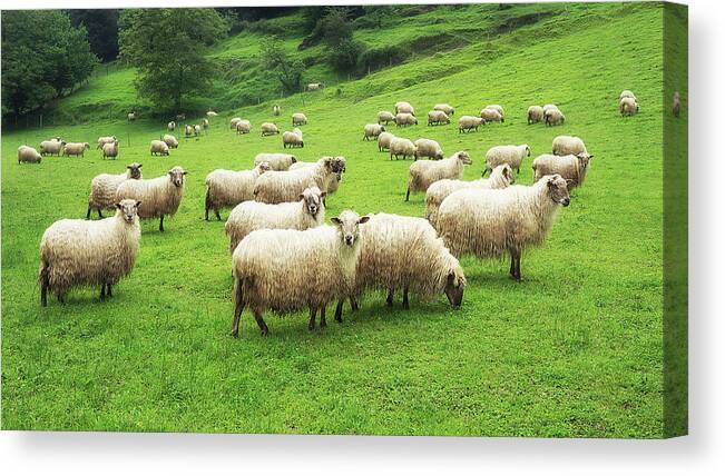 Sheep Canvas Print featuring the photograph A flock of sheep by Mikel Martinez de Osaba