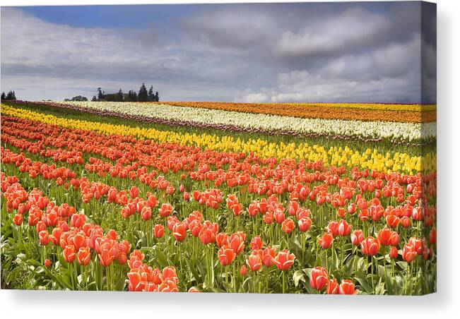 Tulips Canvas Print featuring the photograph Across colorful fields by Michael Dawson