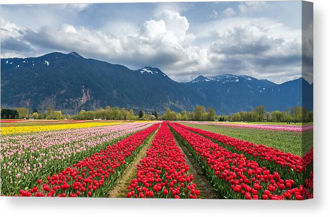 Agassiz Canvas Print featuring the photograph Agassiz tulip fields by Pierre Leclerc Photography