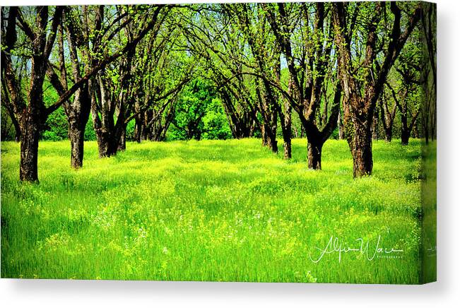 Landscape Canvas Print featuring the photograph All In A Row by Alfie Wace