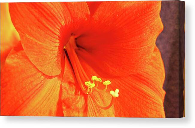Amaryllis Canvas Print featuring the photograph Amaryllis by Allen Nice-Webb