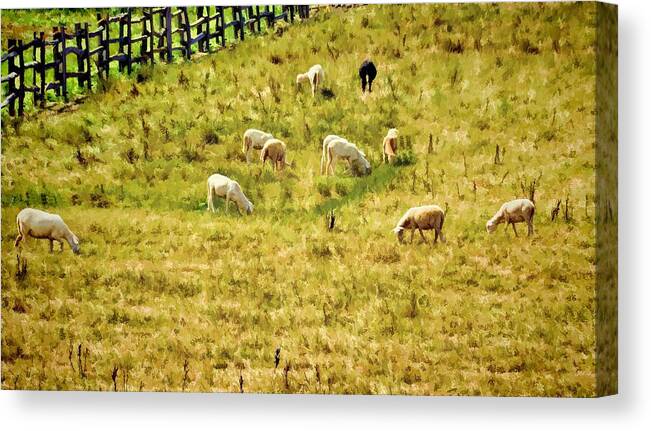 Landscapes Canvas Print featuring the photograph And One Black Sheep by Jan Amiss Photography