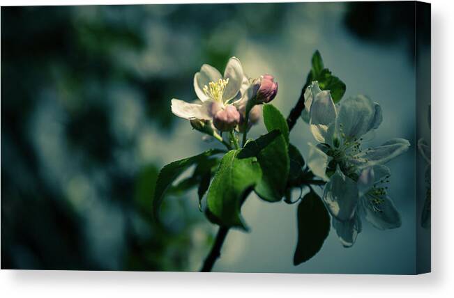 Nature Canvas Print featuring the photograph Apple Blossom by Andreas Levi