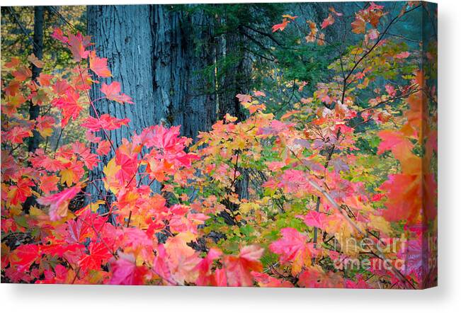 Nature Canvas Print featuring the photograph Autumn Forest by Idaho Scenic Images Linda Lantzy