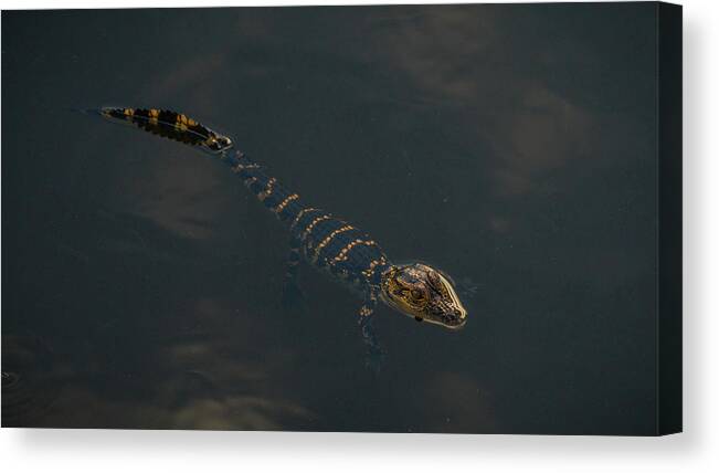 Florida Canvas Print featuring the photograph Baby Gator 2 Delray Beach, Florida by Lawrence S Richardson Jr
