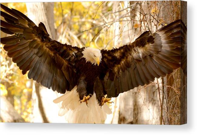 Eagle Canvas Print featuring the photograph Bald Eagle in Flight by Amy McDaniel
