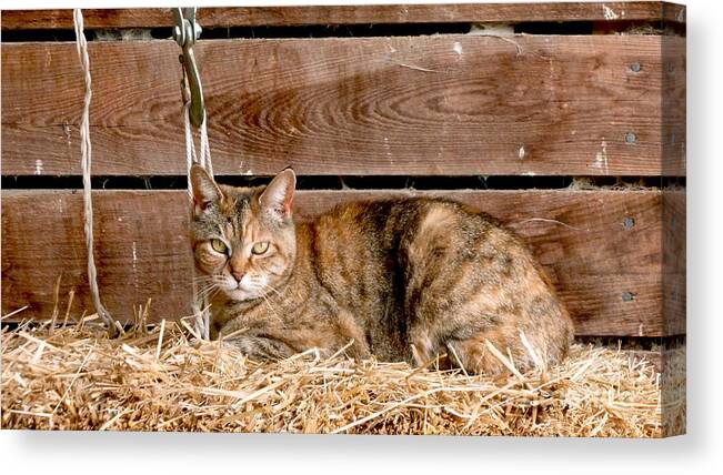 Animal Canvas Print featuring the photograph Barn Cat by Jason Freedman