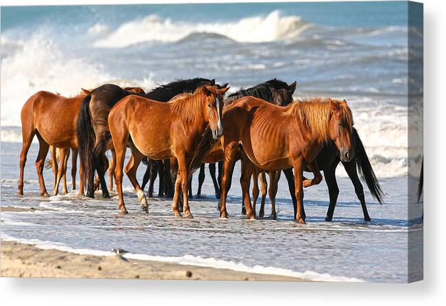 Waves Canvas Print featuring the photograph Beach Ponies by Robert Och