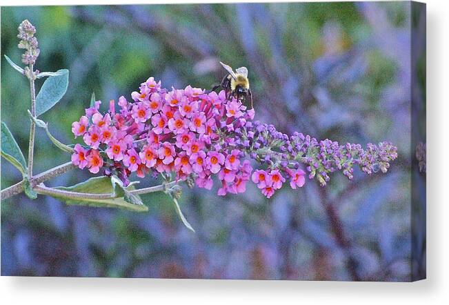 Bumble Bee Canvas Print featuring the photograph Bee at Brunch by Janis Senungetuk