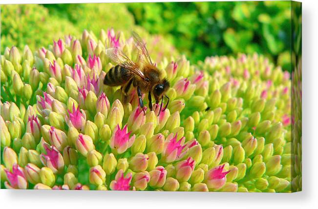 Flowers Canvas Print featuring the photograph Bee On Flower by Larry Keahey