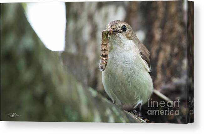 Pied Flycatcher Canvas Print featuring the photograph Big Meal by Torbjorn Swenelius