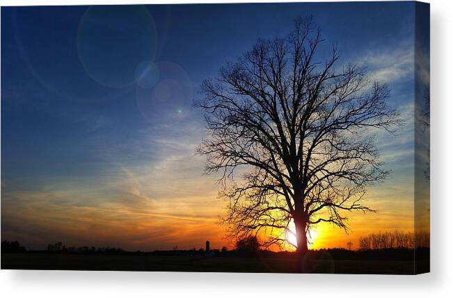 Captured The Sun Setting Behind This Massive Old Oak Tree Canvas Print featuring the photograph Big Oak Splendor by Brook Burling