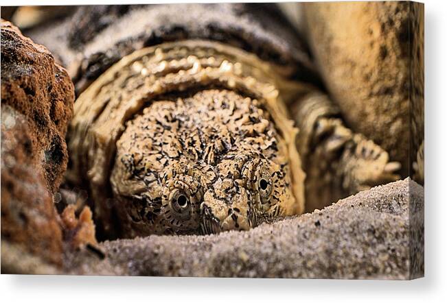 Chelydra Serpentina Canvas Print featuring the photograph Big Sexy The Snapping Turtle by JC Findley