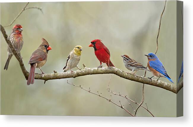 Finch Canvas Print featuring the photograph Bird Congregation by Bonnie Barry