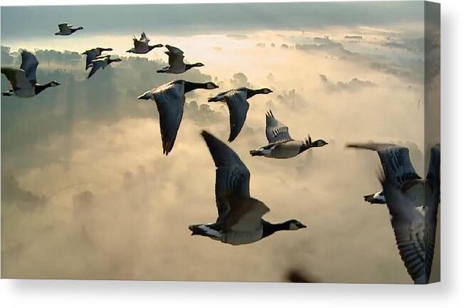 Birds Canvas Print featuring the photograph Birds in Flight by Digital Art Cafe