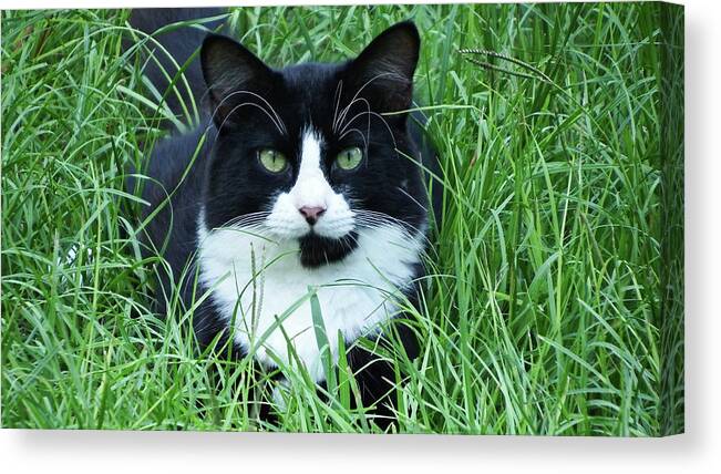 Black Canvas Print featuring the photograph Black and White Cat with Green Eyes by Cathy Harper