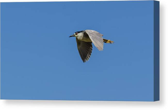 Flight Canvas Print featuring the photograph Black-Crowned Night Heron by Yeates Photography