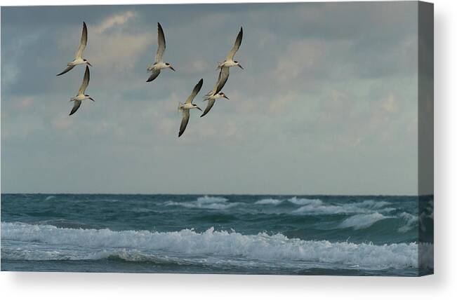 Florida Canvas Print featuring the photograph Black Skimmer Soar Over Surf Delray Beach Florida by Lawrence S Richardson Jr