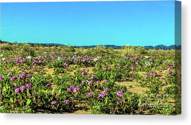 Arizona Canvas Print featuring the photograph Blooming Sand Verbena by Robert Bales