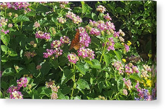 Plants Canvas Print featuring the photograph Blossoms and Wings #2 by Rachel Hannah