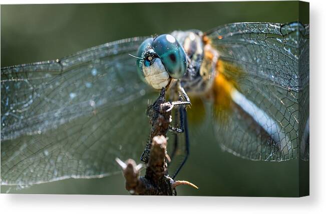 Dragonfly Canvas Print featuring the photograph Blue Dasher Dragonfly by Brad Boland