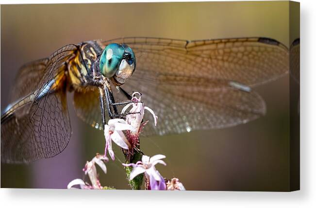 Dragonfly Canvas Print featuring the photograph Blue Dasher Dragonfly Resting by Brad Boland