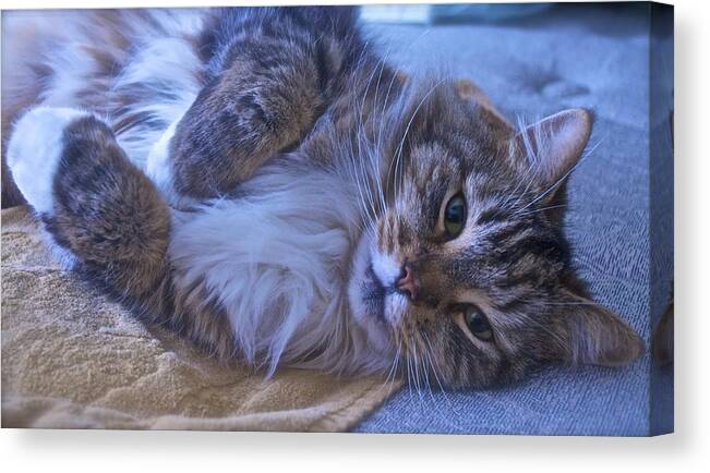 Cat Canvas Print featuring the photograph Blue Oblivion by Gwyn Newcombe