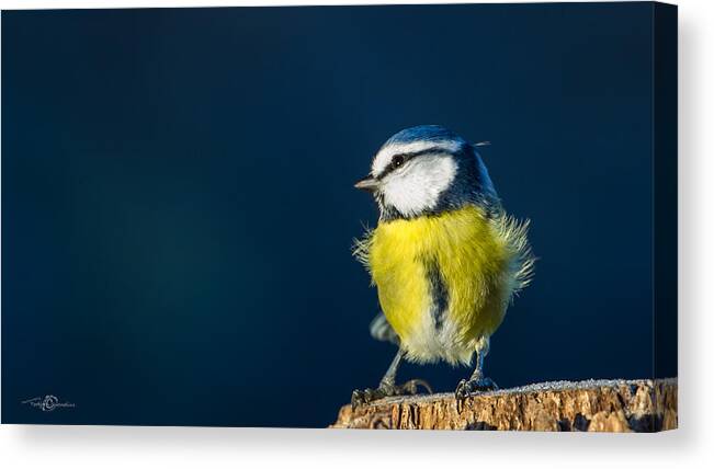 Blue On Blue Canvas Print featuring the photograph Blue on Blue by Torbjorn Swenelius