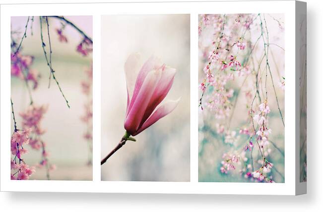 Triptych Canvas Print featuring the photograph Blush Blossom Triptych by Jessica Jenney